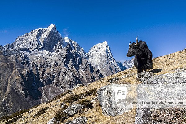 Ausblick auf die Berge Cholatse  auch Jobo Lhaptshan und Taboche Peak  schwarzes Yak  auch Jak (Bos mutus) am Hang  Dingboche  Solo Khumbu  Nepal  Asien