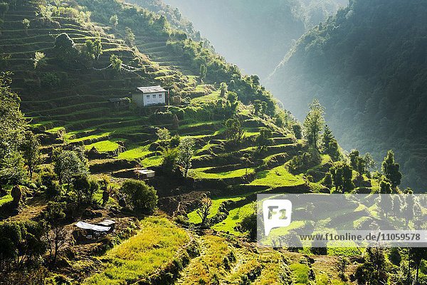Bauernhaus an einem Berghang umgeben von grünen Terrassenfeldern und Bäumen  Kharikola  Solo Khumbu  Nepal  Asien