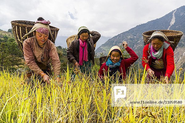 Frauen mit Körben auf dem Rücken ernten Hirse mit der Hand  Jubhing  Solo Khumbu  Nepal  Asien