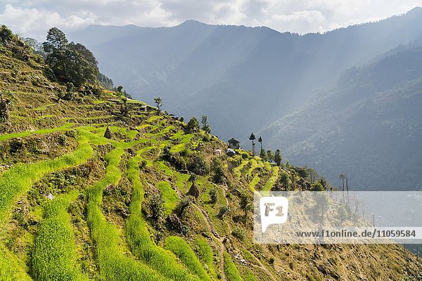 Kleines Bauernhaus an einem Berghang  umgeben von grünen Terrassenfeldern und Bäumen  Kinja  Solo Khumbu  Nepal  Asien