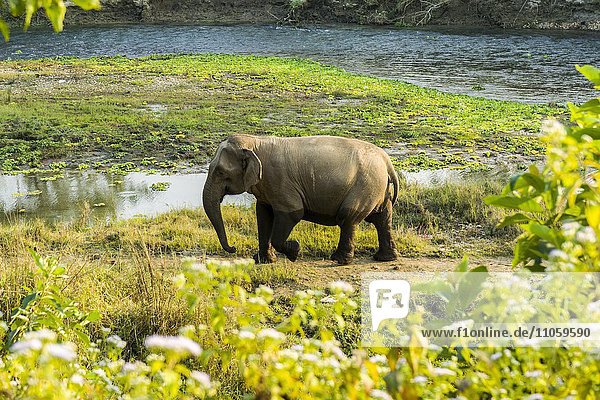 Asiatischer Elefant (Elephas maximus)  Weibchen  am flachen Fluss Rapti  Chitwan-Nationalpark  Sauraha  Chitwan  Nepal  Asien