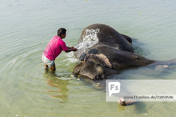Asiatischer Elefant (Elephas maximus)  zahmes Tier wird von Mahout im seichten Fluss Rapti gewaschen  Chitwan-Nationalpark  Sauraha  Chitwan  Nepal  Asien