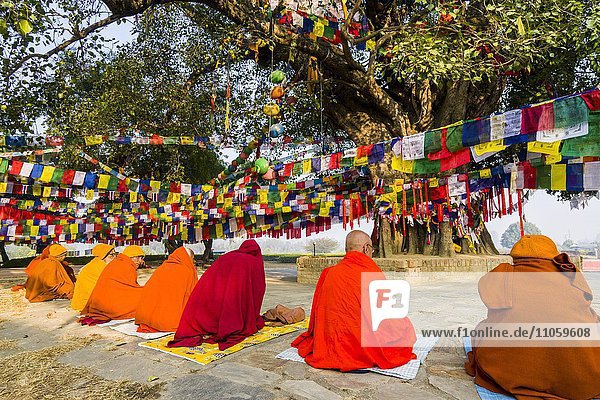 Sadhus  holy men  sitting around the Bodhi tree next to the Mayadevi Temple  birthplace of Buddha Siddhartha Gautama  Lumbini  Rupandehi  Nepal  Asia