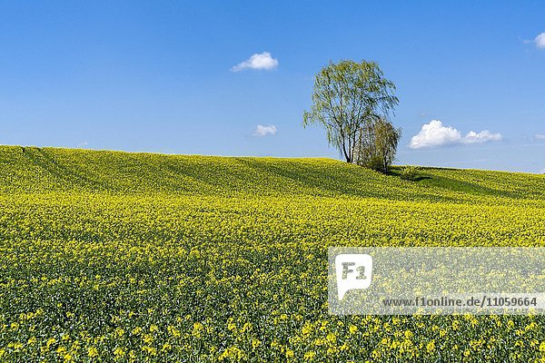 Landwirtschaftliche Landschaft mit Rapsfeld  Baum und blauer Himmel  Pfaffendorf  Sachsen  Deutschland  Europa