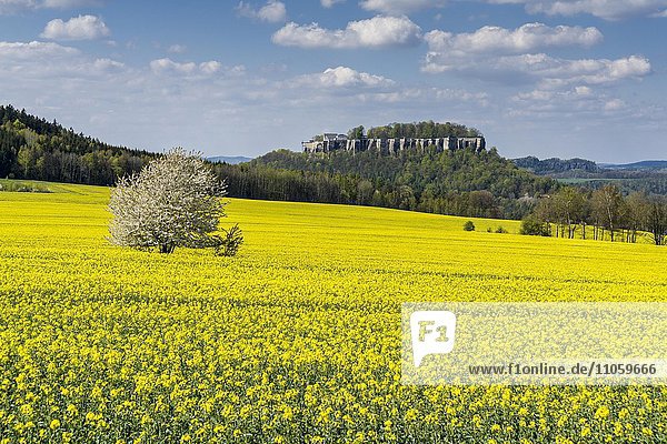 Landwirtschaftliche Landschaft  Rapsfeld  Bäume und blauer bewölkter Himmel  dahinter Festung Königstein  Königstein  Sachsen  Deutschland  Europa