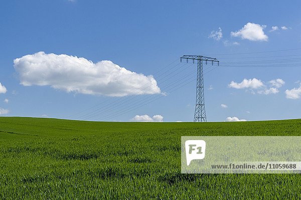 Landwirtschaftliche Landschaft mit Stromleitungen  grünen Feldern  Cunnersdorf  Sachsen  Deutschland  Europa