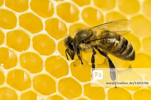 Kärntner Biene (Apis mellifera carnica) auf Honigwabe  Sachsen  Deutschland  Europa