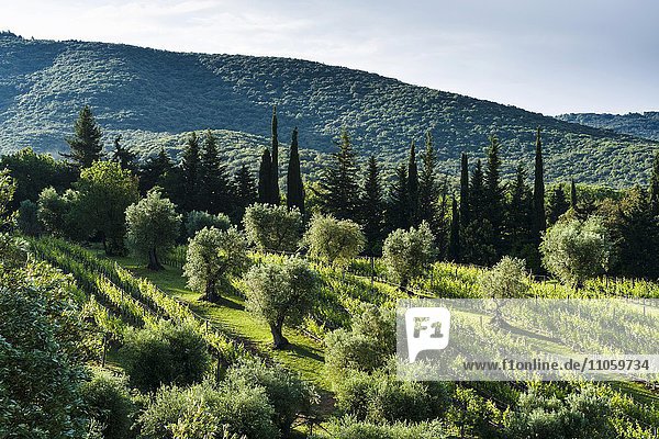 Typische Landschaft der Toskana mit Zypressen  Olivenbäumen und Weinbergen  Boligheri  Toskana  Italien  Europa