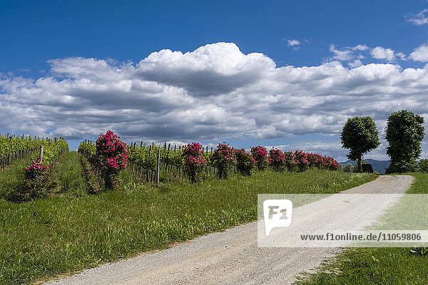 Schotterstraße  Weinberge und rote Rosen  Val d'Orcia  Toskana  Italien  Europa