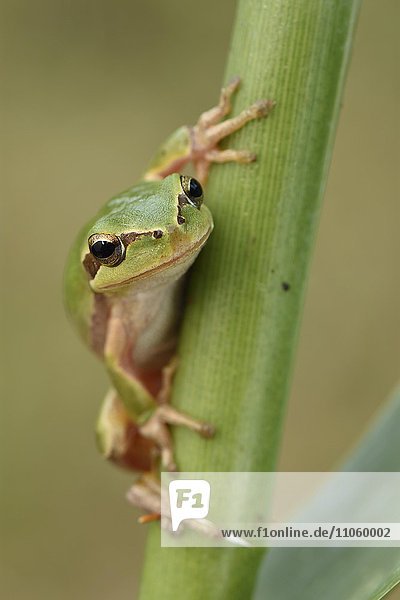 Full-grown Mediterranean Tree Frog (Hyla meridionalis) on reed  Alentejo  Portugal  Europe