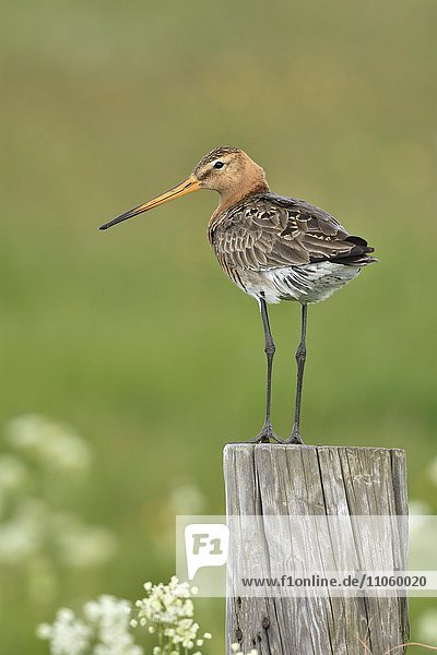 Black-tailed godwit (Limosa limosa)  adult  standing on pole  nuptial plumage  Texel  North Holland  Holland  Netherlands