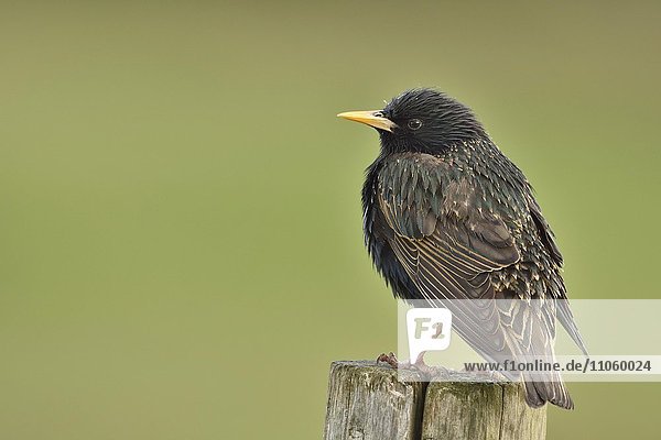 European starling (Sturnus vulgaris) sitting on pole  nuptial plumage  Texel  North Holland  Holland  Netherlands