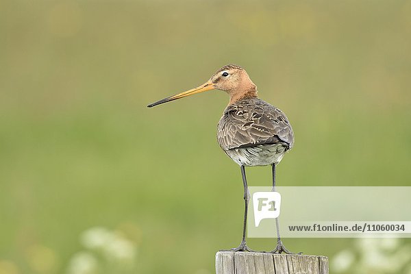 Black-tailed godwit (Limosa limosa)  adult  standing on pole  nuptial plumage  Texel  North Holland  Holland  Netherlands