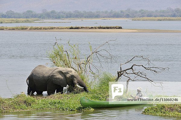 Park ranger nähert sich mit dem Kanu einem Elefanten (Loxodonta africana) Sambesi Fluss Mana Pools-Nationalpark Provinz Mashonaland West Simbabwe Afrika