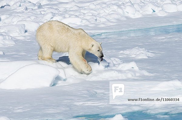 Männlicher Eisbär (Ursus maritimus) läuft auf Packeis  Insel Spitzbergen  Spitzbergen  Norwegen  Europa