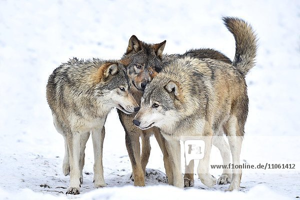 One-year old Eastern Wolf, Eastern timber wolf Canis lupus lycaon ...