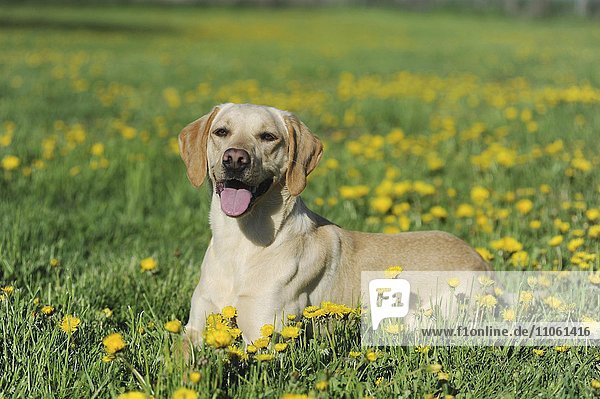 Labrador Retriever Hündin  gelb  sitzt in Löwenzahnwiese