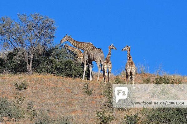 Giraffen (Giraffa camelopardalis)  zwei Jungtiere sehen sich an  zwei Alttiere beim Fressen  auf Sanddüne  Kgalagadi-Transfrontier-Nationalpark  Provinz Nordkap  Südafrika