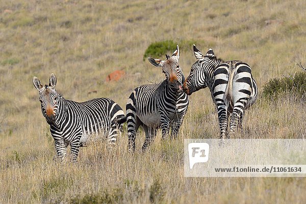 Bergzebras (Equus zebra zebra)  adult  in stehen in trockenem Gras  Mountain-Zebra-Nationalpark  Ostkap  Südafrika