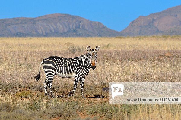 Bergzebra (Equus zebra zebra)  männlich  steht im trockenen Gras  Mountain-Zebra-Nationalpark  Ostkap  Südafrika