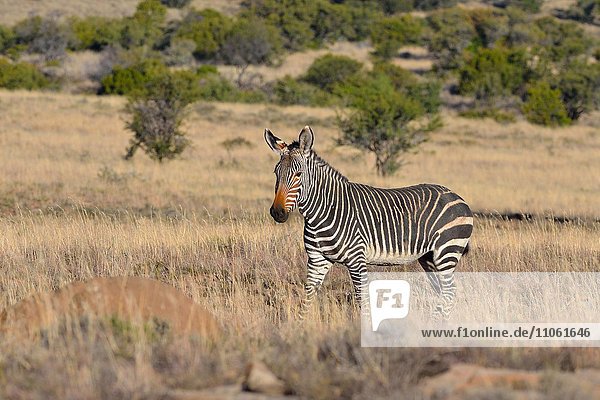 Bergzebra (Equus zebra zebra)  adult  in steht in trockenem Gras  Mountain-Zebra-Nationalpark  Ostkap  Südafrika