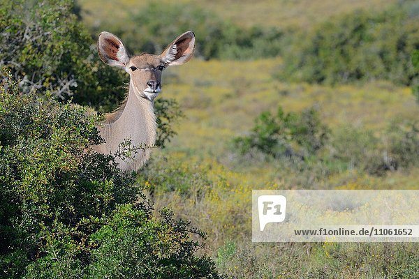 Kudu (Tragelaphus strepsiceros)  adult  weiblich  hinter einem Busch versteckt  Addo-Elefanten-Nationalpark  Ostkap  Südafrika