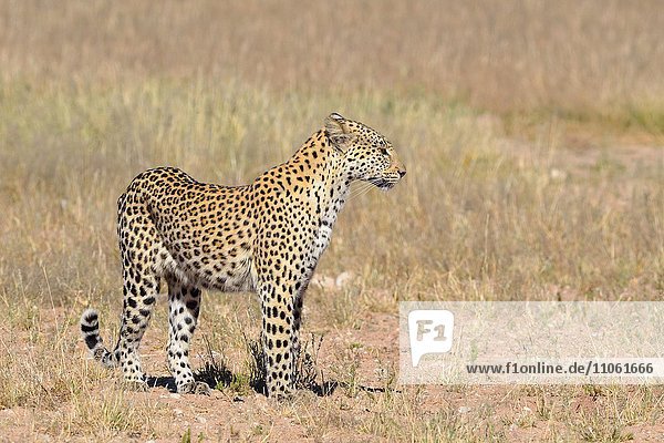 Leopard (Panthera Pardus) stehend aufmerksam Kgalagadi-Trans-Nationalpark Provinz Nordkap Südafrika