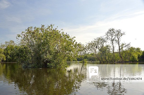 Sumpfgebiet im Naturpark Kopacki Rit  Osijek  Kroatien  Europa