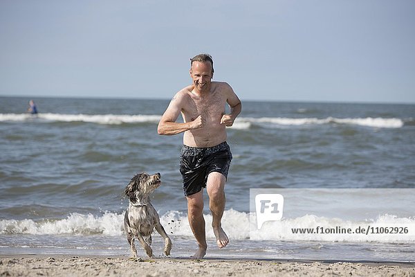 Man and dog (canis lupus familiares) on the beach  Briard mongrel  on the beach  Langeoog  Lower Saxony  Germany  Europe