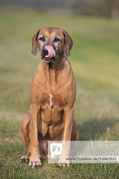 Hund (Canis lupus familiaris) der Rasse Rhodesian Ridgeback  weiblich  9 Jahre  schleckt sich das Maul  Deutschland  Europa