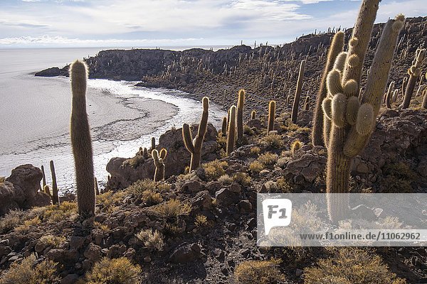 Cactus (Echinopsis atacamensis)  Isla Incahuasi or Isla del Pescado  Salar de Uyuni  Altiplano  Bolivia  South America