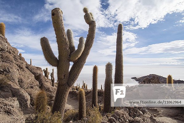 Cactus (Echinopsis atacamensis) Isla Incahuasi or Isla del Pescado Salar de Uyuni Altiplano Bolivia South America