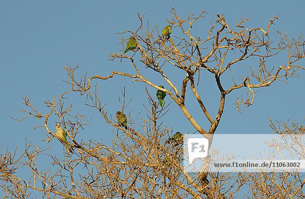 Mönchssittiche (Myiopsitta monachus) sitzen in einem Baum  Pantanal  Brasilien  Südamerika