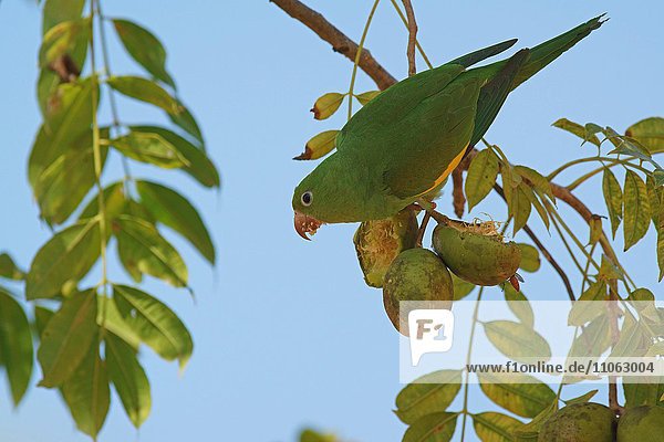 Kanarienflügelsittich (Brotogeris chiriri) frisst an einer Frucht  Pantanal  Mato Grosso  Brasilien  Südamerika