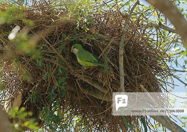 Mönchssittich (Myiopsitta monachus) vor seinem Nest  Pantanal  Brasilien  Südamerika