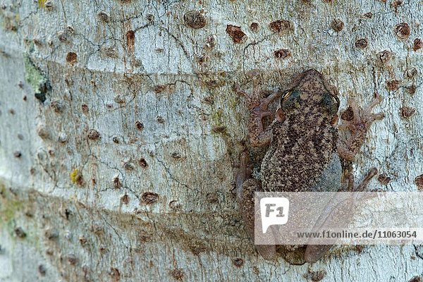 Tropischer Laubfrosch  Nasen-Knickzehenlaubfrosch (Scinax nasicus) auf Baumrinde  Pantanal  Mato Grosso  Braslien