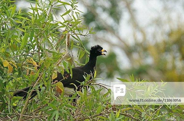 Nacktgesichthokko (Crax fasciolata)  Altvogel sitzt im Baum  Männchen  Pantanal  Mato Grosso  Brasilien  Südamerika