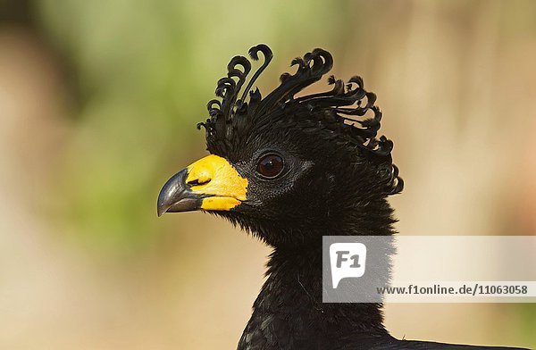 Nacktgesichthokko (Crax fasciolata)  Portrait  Altvogel  Männchen  Pantanal  Mato Grosso  Brasilien  Südamerika