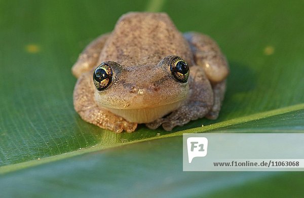 Tropischer Laubfrosch  Nasen-Knickzehenlaubfrosch (Scinax nasicus) sitzt auf Blatt  Pantanal  Mato Grosso  Braslien