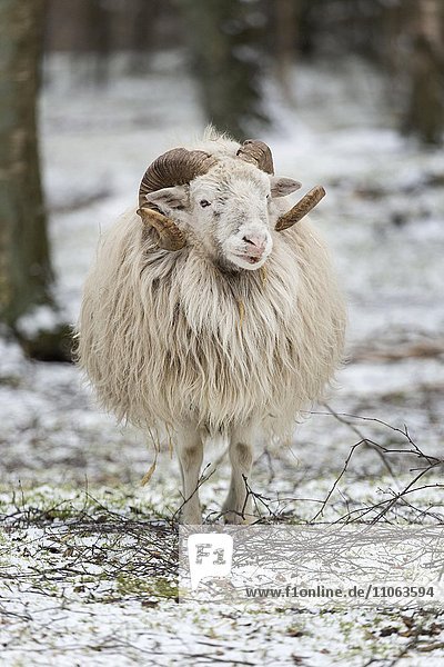 Heidschnucke oder Skudde im Winter (Ovis ammon f.aries)  Schleswig Holstein  Deutschland  captive  Europa