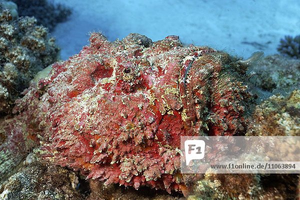 Echter Steinfisch (Synanceia verrucosa) liegt getarnt in Korallenriff  Großes Barriereriff  Queensland  Cairns  Pazifischer Ozean  Australien  Ozeanien