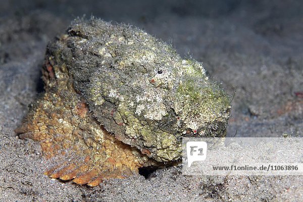 Echter Steinfisch (Synanceia verrucosa) liegt getarnt in Korallenriff  Großes Barriereriff  Queensland  Cairns  Pazifischer Ozean  Australien  Ozeanien