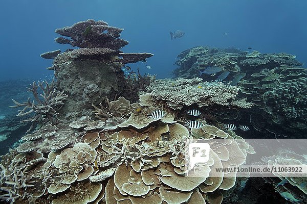 Steinkorallen  Riff mit Gestreifter Sergeant major (Abudefduf saxatilis)  Großes Barriereriff  Great Barrier Reef  Queensland  Cairns  Pazifischer Ozean  Australien  Ozeanien
