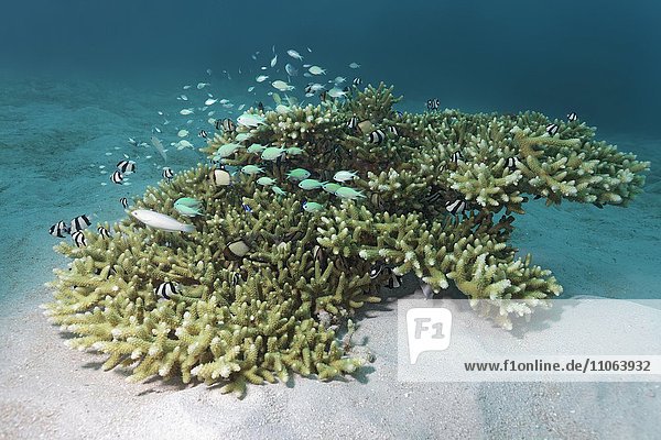 Kleine Acropora Koralle (Acropora sp.) mit verschiedenen kleinen Fischarten  Großes Barriereriff  Great Barrier Reef  Queensland  Cairns  Pazifischer Ozean  Australien  Ozeanien