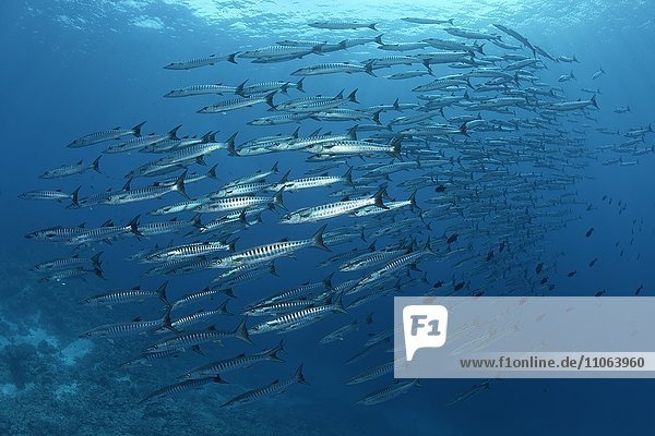 Schwarm Querbänder-Barrakudas (Sphyraena qenie) schwimmt im offenen Meer  Wakatobi Island  Tukangbesi Archipel  Wakatobi National Park  Banda See  Südost-Sulawesi  Indonesien  Asien