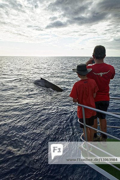 Mann und Junge beobachten Buckelwal (Megaptera novaeangliae) vom Boot  Mooloolaba  Queensland  Pazifik  Australien  Ozeanien