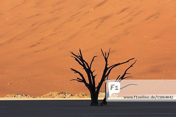 Tonpfanne Deadvlei  abgestorbener Kameldornbaum (Acacia erioloba)  Sossusvlei  Namib-Naukluft-Nationalpark  Namib-Wüste  Namibia  Afrika
