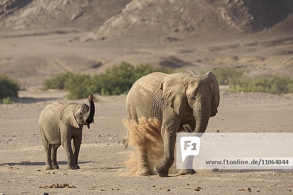 Wüstenelefanten (Loxodonta africana) beim Sandbad  am Hoanib Trockenfluss  Kaokoveld  Region Kunene  Namibia  Afrika