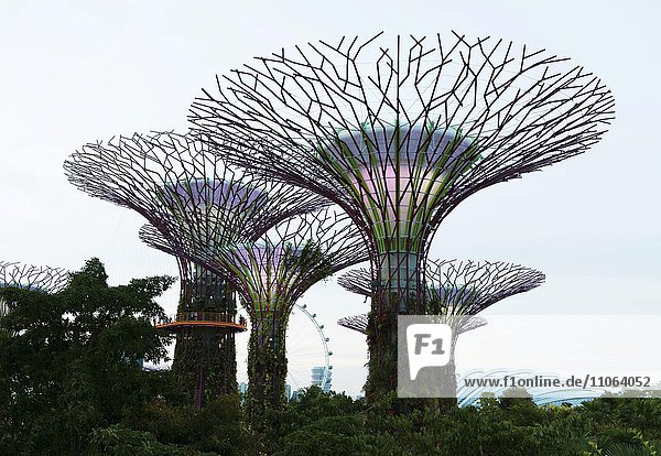 Superbäume in Singapur  Gardens by the Bay  Singapur  Asien