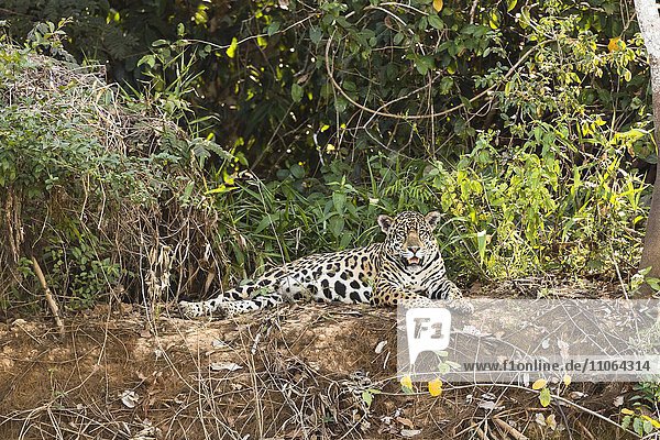 Jaguar (Panthera onca)  liegend  Pantanal  Brasilien  Südamerika